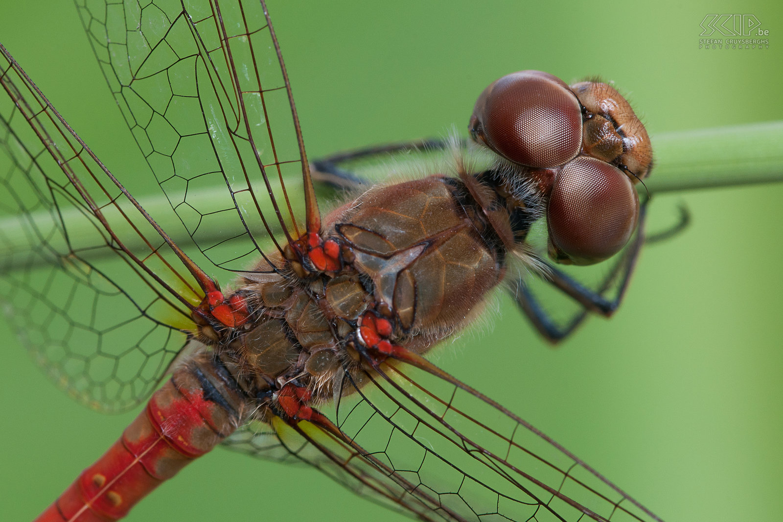 Insects - Ruddy Darter Ruddy Darter (Sympetrum sanguineum) Stefan Cruysberghs